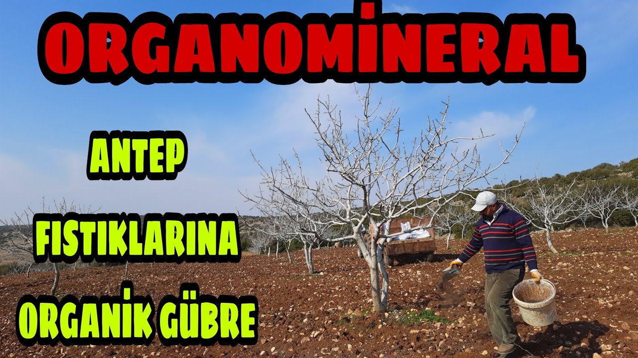 Antep fıstıklarına organik taban gübresi veriyorum, ilk kez deniyorum bakalım işe yarayacak mı?