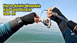 Waspada..!! Siapkan Tekat Anda Kalo Lagi Fight Dengan Ikan Ini, Salah Langkah Bisa Putus