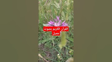 القرآن الكريم بصوت جميل #قرآن #اكسبلور #quran #تيك_توك #القرآن_الكريم #لايك #راحة_نفسية #ترند #في