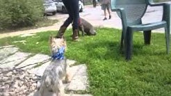 Dog Walking In Babylon