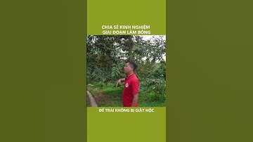 Bật Mí Kinh Nghiệm Làm Bông Sầu Riêng #shorts  | Nông Nghiệp Tây Nguyên TKA