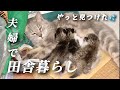 【古民家田舎暮らし】移住して出会った子が子猫を産んだ！/自給自足を目指し畑作業をする夫婦の日常【移住86】