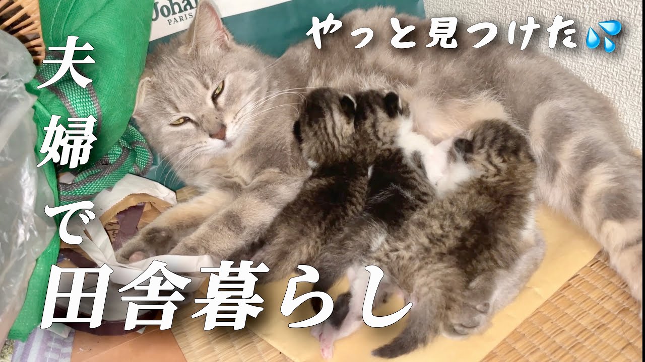 【古民家田舎暮らし】移住して出会った子が子猫を産んだ！/自給自足を目指し畑作業をする夫婦の日常【移住86】