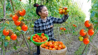 My Free Life - Harvesting Tomatoes goes to the Market to Sell - Cook Traditional Bo Ket Hair Shampoo