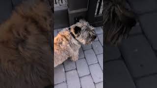 Running competition cairn terrier dog vs man