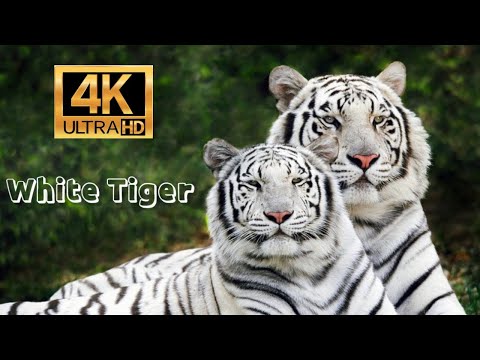 White Tiger 4K