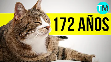 ¿Cuántos años tiene el gato más viejo vivo de 2023?
