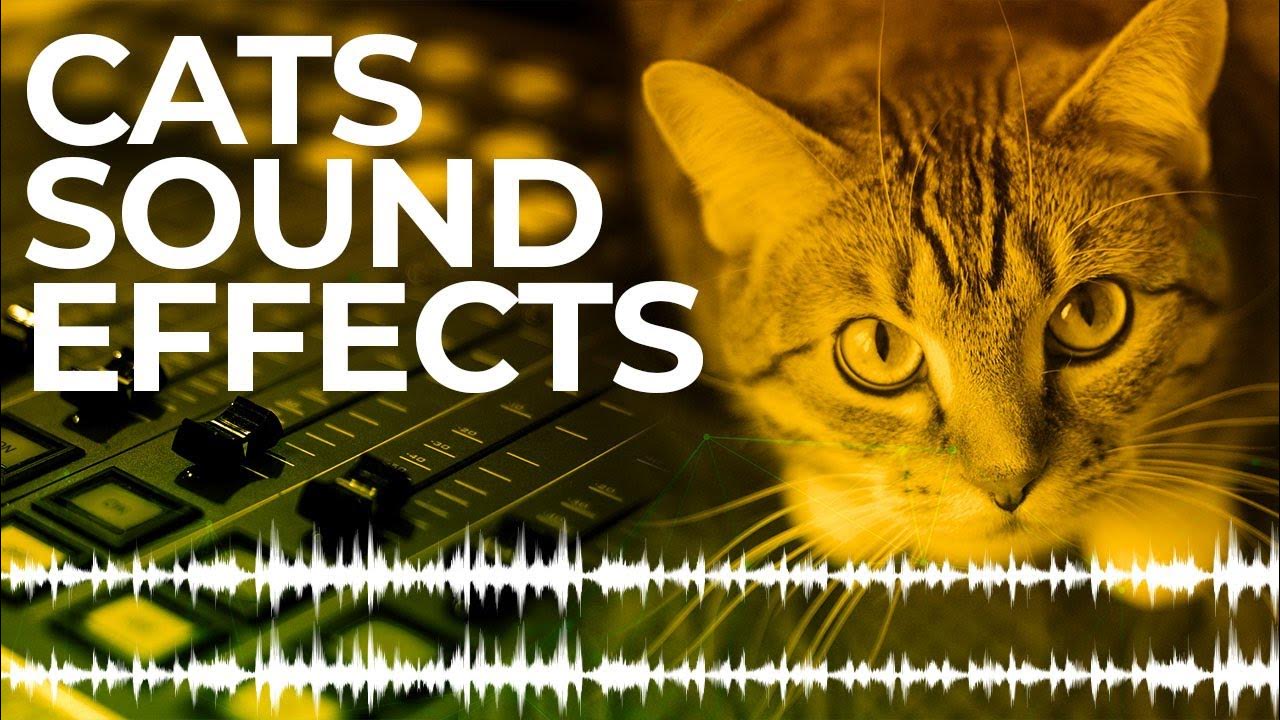 cat sound effects in HD YouTube