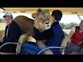 Taigan lion park  where lions hug tourist