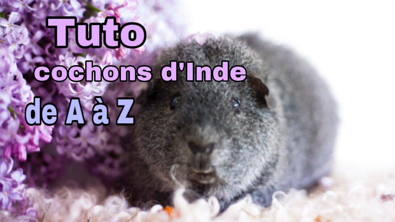 Tuto Cochon D Inde Bien Accueillir Bien S Occuper D Un Cochon D Inde Youtube Tuto Cochon D Inde Bien Accueillir Bien S Occuper D Un Cochon D Inde Youtube