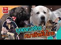 บุกอาณาจักรหมายักษ์ในไทย - เพื่อนรักสัตว์เอ๊ย EP.107