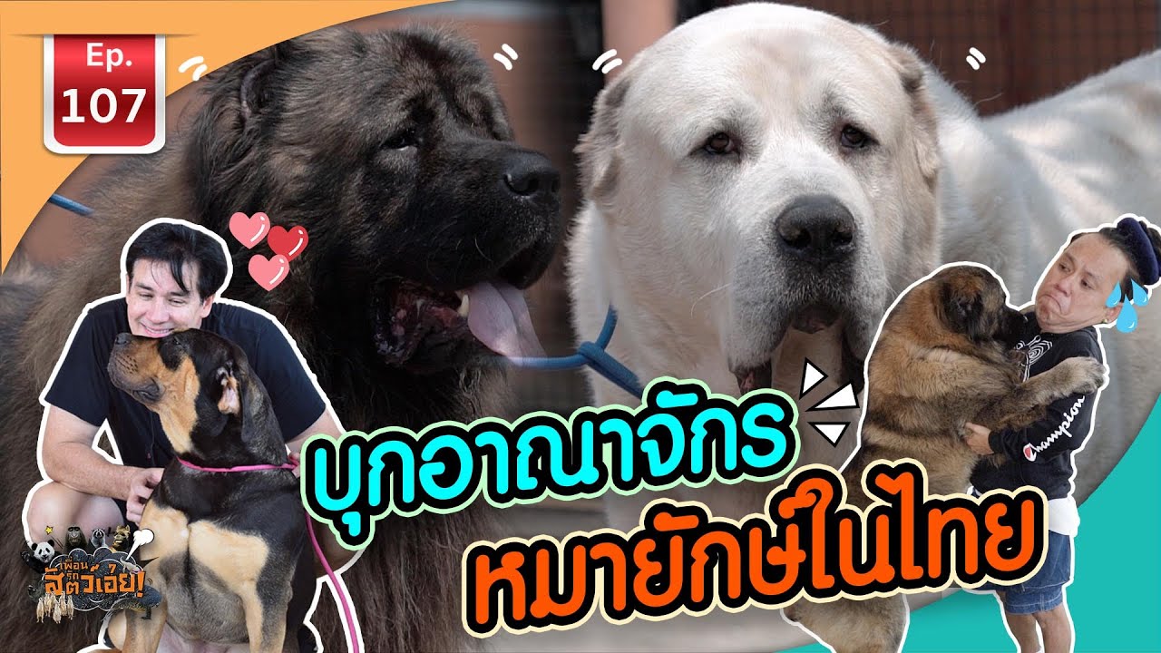 หมา พันธ์ ใหญ่  New Update  บุกอาณาจักรหมายักษ์ในไทย - เพื่อนรักสัตว์เอ๊ย EP.107