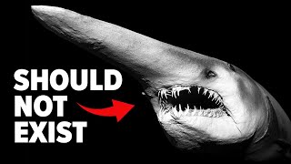 Why Sharks Get Stranger the Deeper You Go