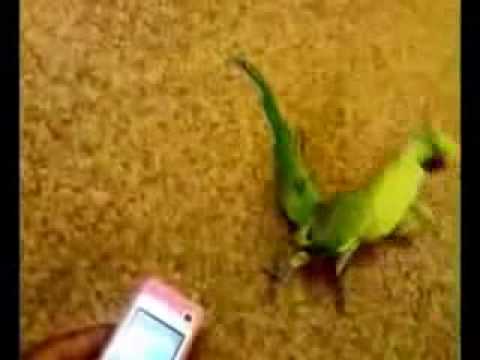 Dubstep bird