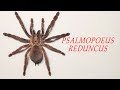 Видео природа. Домашний питомец. Паук птицеед. Psalmopoeus reduncus