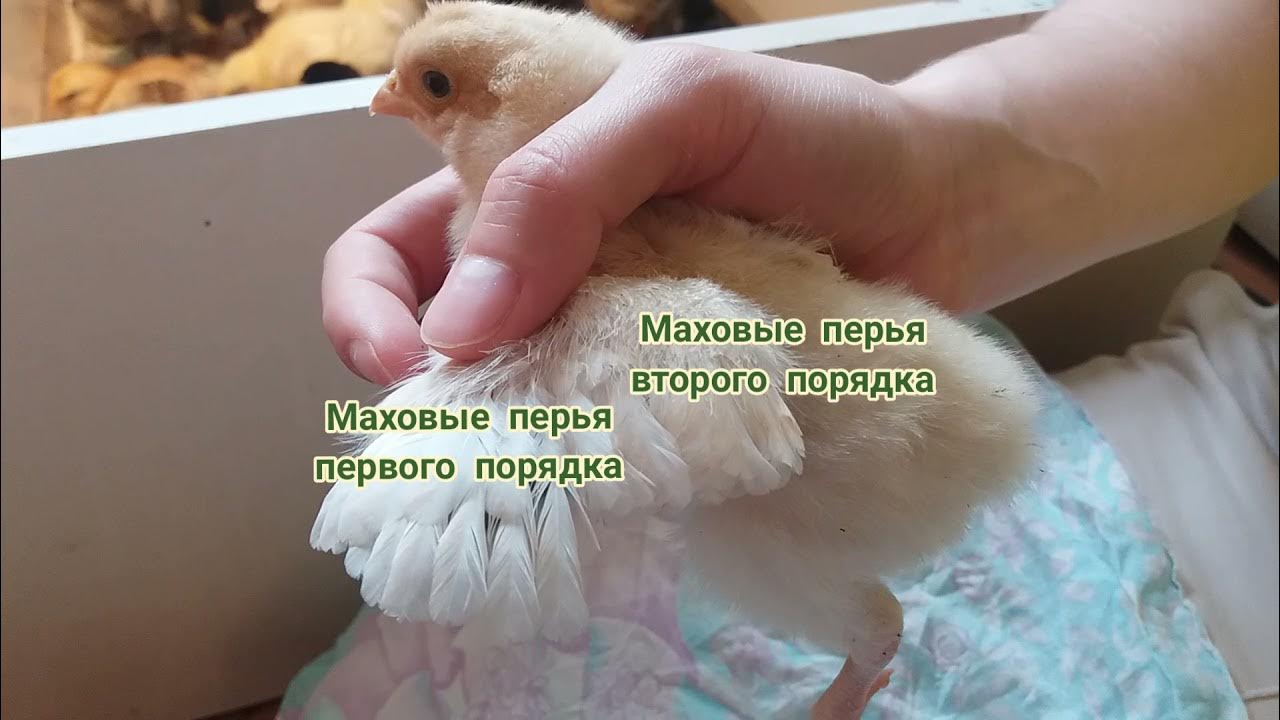 Как отличить цыплят