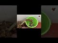 سوى صياده فئران وشوفوا كم فأر صاد