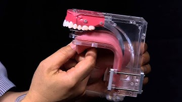 Vocal-tract Model with Flexible Tongue