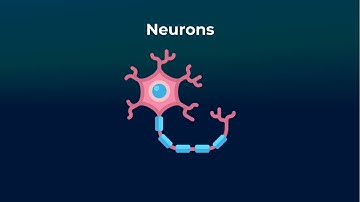 Neurons - Neurorobotics Studio Tutorial