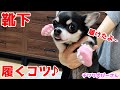 犬用靴下の履かせ方✌️チワワに脱げないよう履かせるコツとは❓愛犬ぴーさん