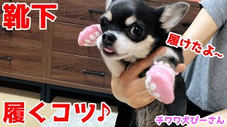 犬用靴下の履かせ方✌️チワワに脱げないよう履かせるコツとは❓愛犬ぴーさん