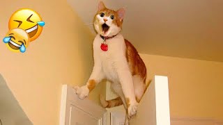 TRY NOT TO LAUGH  Funny Cats Moments