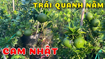 Cây Cam Nhật cho trái quanh năm| 0386569374 - Ngọc Ngân Bến Tre | Chuyên cây độc lạ