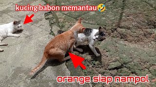 kucing lucu sedang bermain dan orange bikin rusuh