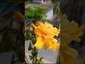BEAUTIFUL FLOWERS IN MY RESIDENCE.