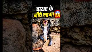 🐍 पत्थर के नीचे छिपा था खतरनाक नाग... 😱 #shorts #snake