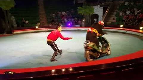 Tiết mục xiếc gấu tại Rạp Xiếc Trung Ương