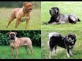 Mastiff Dog Breeds 
