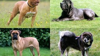 انواع كلاب الماستيف MASTIFF DOG  BREEDS !!!!