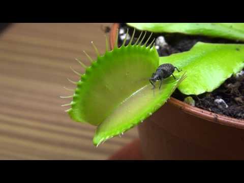 Venusfliegenfalle vs Kaefer -  Venus fly trap vs bug - fleischfressende Pflanzen