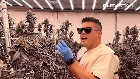 Flexstar PRO 645W LED + Under Canopy LED Grow Lights | Real Grower Feedback