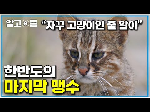 귀여워 보이시나요?｜한반도를 주름 잡던 고양잇과 맹수들 그 마지막 후예 ｜고양이를 부탁해｜알고e즘