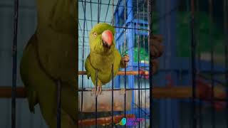 cockatoo mad at cage,cockatoo meowing at cats,difference between cockatoo and cockatiel,#short