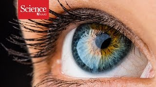 Most Cones Dont Really See Color