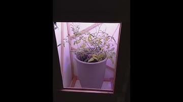 Raspberry Pi - Automated Greenhouse - Python/Tkinter - Adafruit