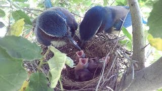 Scrub Jay Family 2017 with 3 new chicks V21486