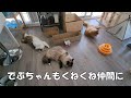 棒型キャットニップをあげてみた