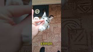System Cat Log #008: Success was expected. Error was delivered.