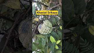 Buah Srikaya bisa Menurunkan Gula Darah & Kolesterol #buah #fruit  #buahsrikaya #srikaya #soursop