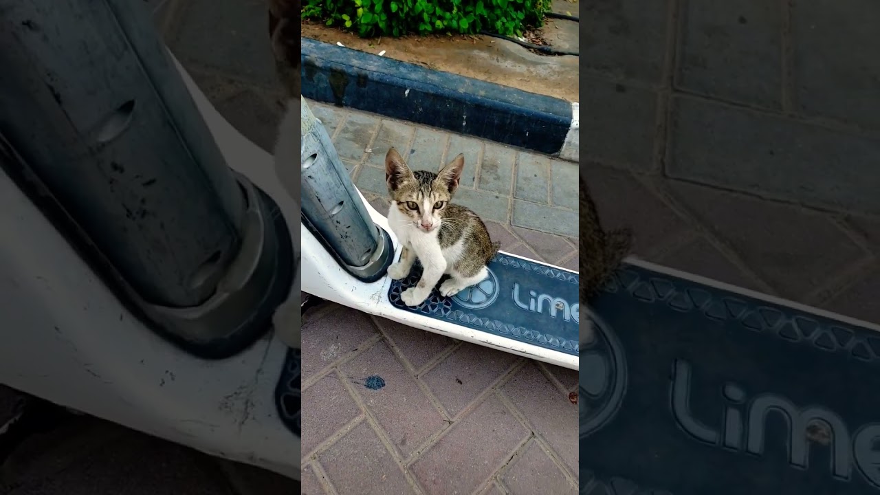 "Purr-fectly Happy: Watch These Adorable Cats Spread Joy and Feline Vibes!"