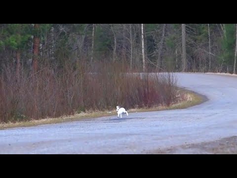 Гоняем дорожного зайца . Русская гончая Аргон вл. Шатров В.А. Второй выход  с прошлого года .