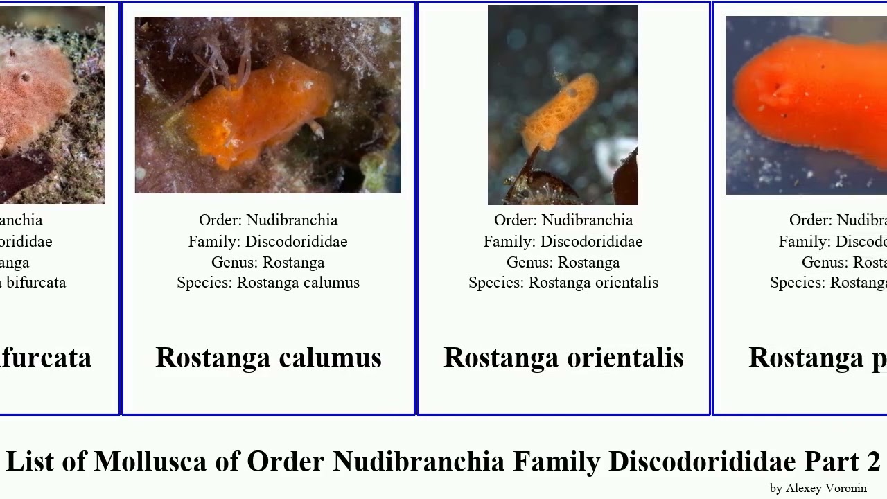 List of Mollusca of Order Nudibranchia Family Discodorididae Part 2 platydoris rostanga jorunna
