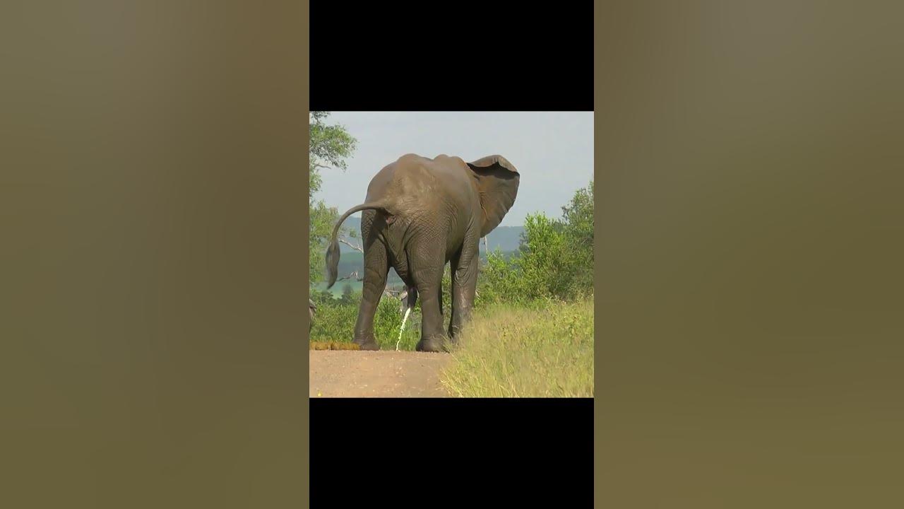 Elephant pee YouTube