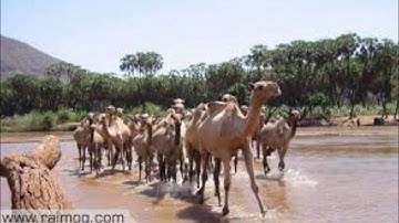 Eritrea- Tigre Song, Saied Abdallah- 