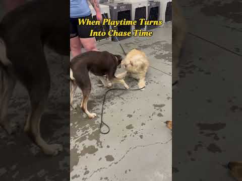Daycare Chase Game Gets Serious 😂🐾