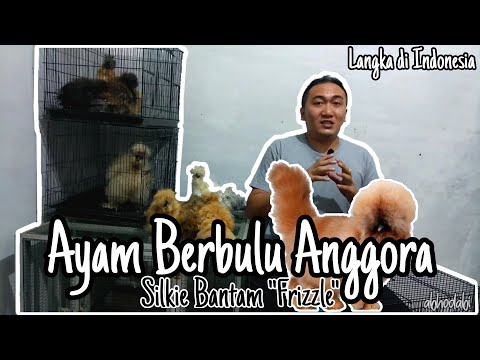 Video: Fakta Tentang Ayam Berbulu Silkie